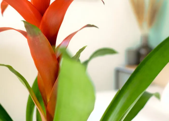 Lejlighed Avec Vue Panoramique Toulon